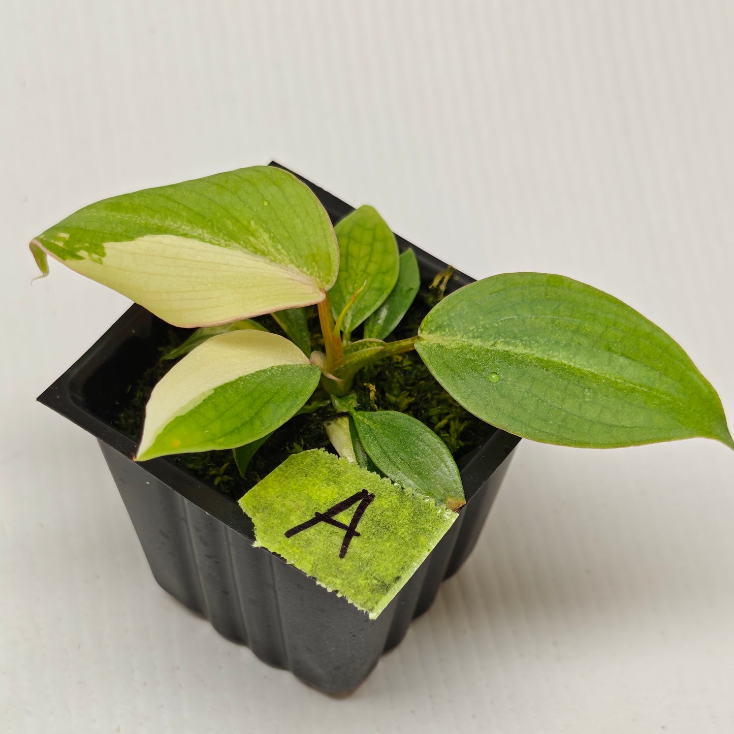Philodendron gloriosum Aurea Variegated