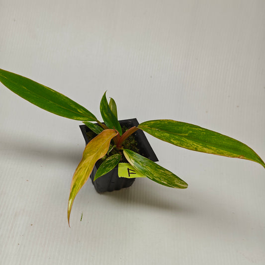 Philodendron Caramel Marble