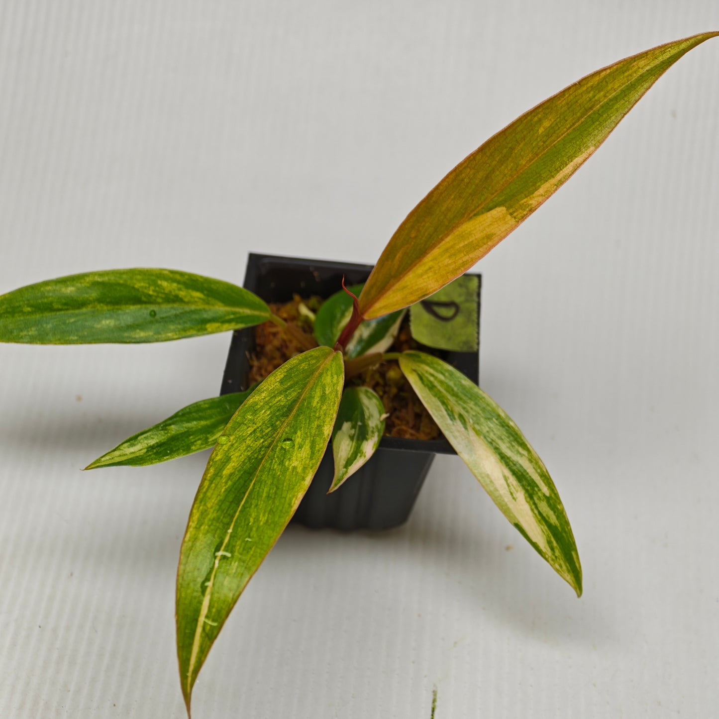Philodendron Caramel Marble