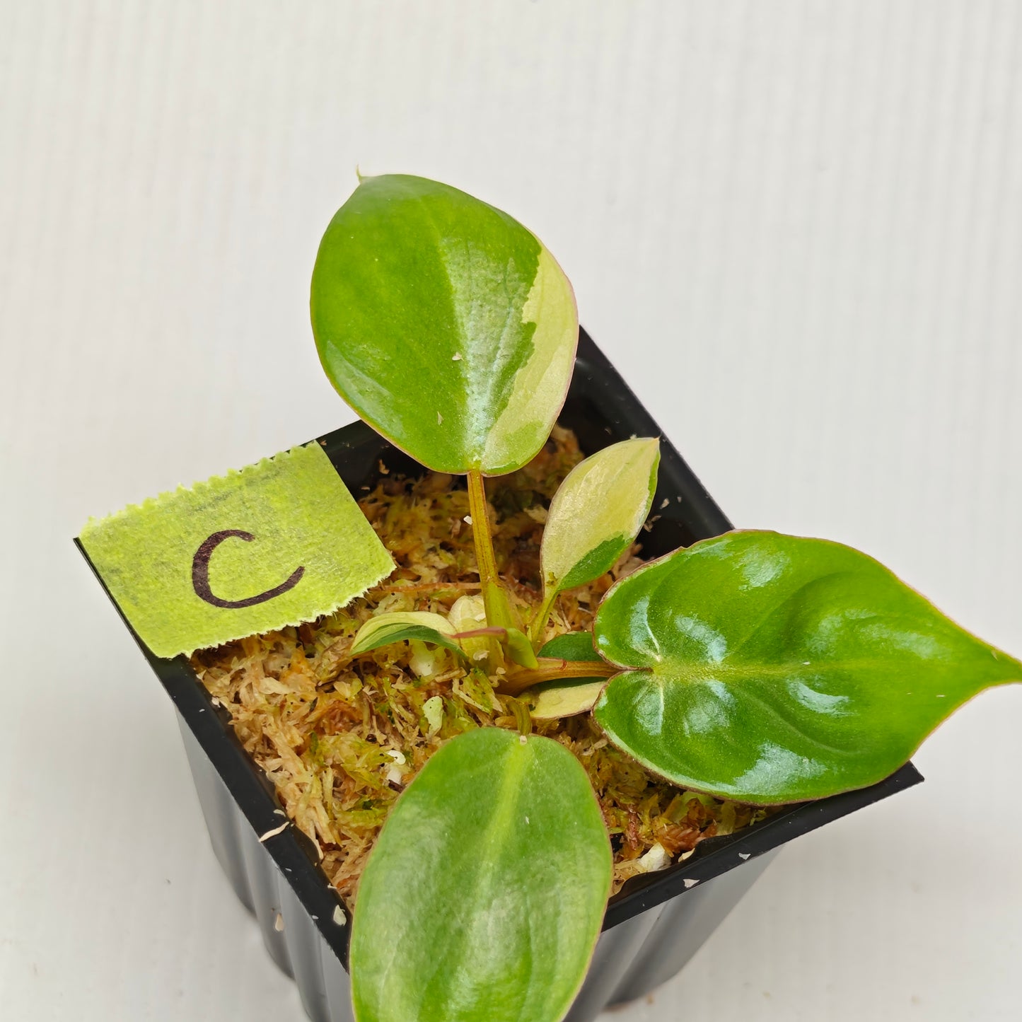 Philodendron billietiae sectoral variegation