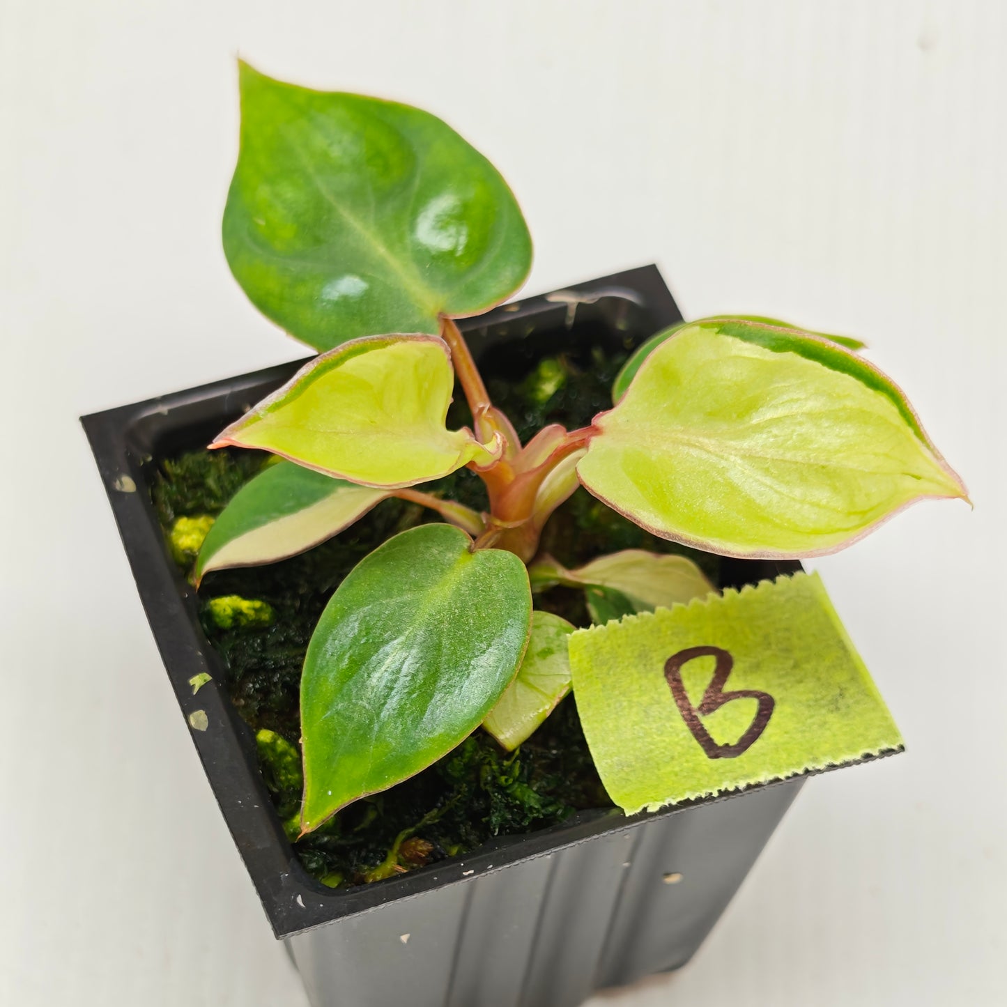 Philodendron billietiae sectoral variegation