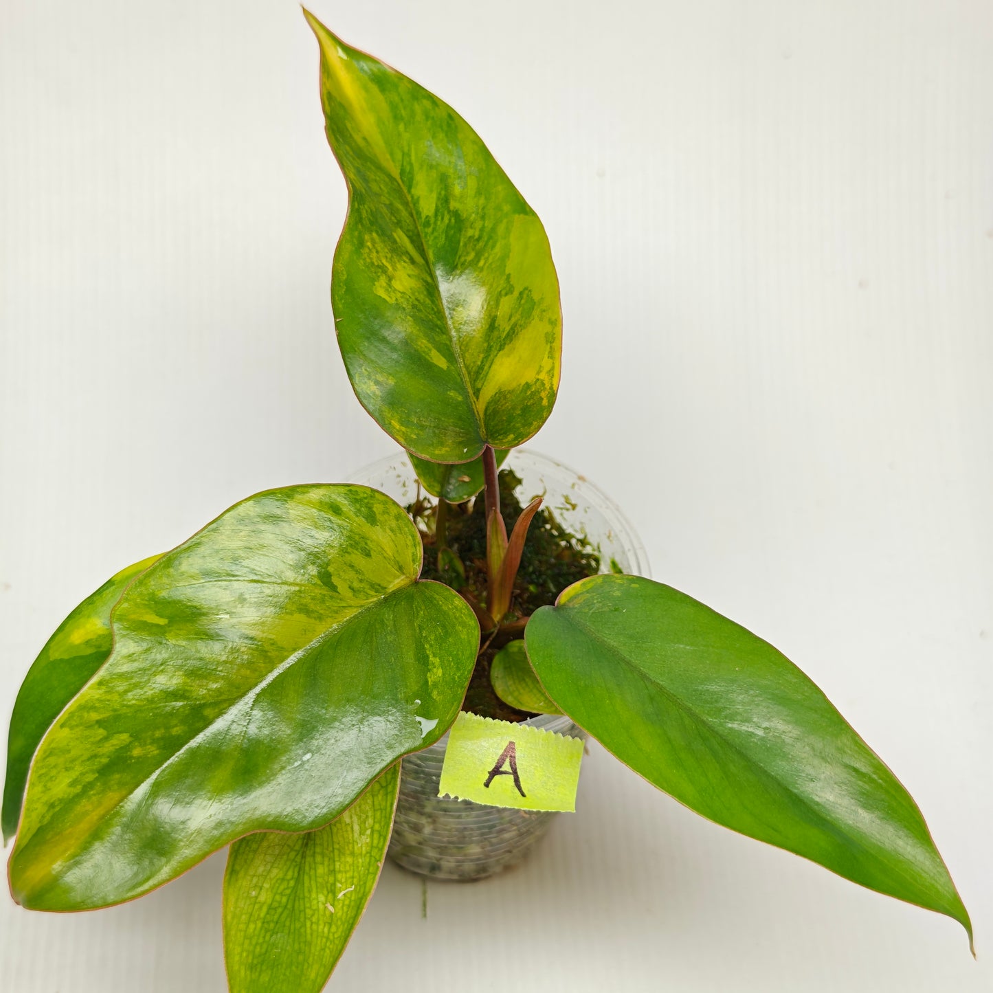 Philodendron mayoi Aurea Variegated