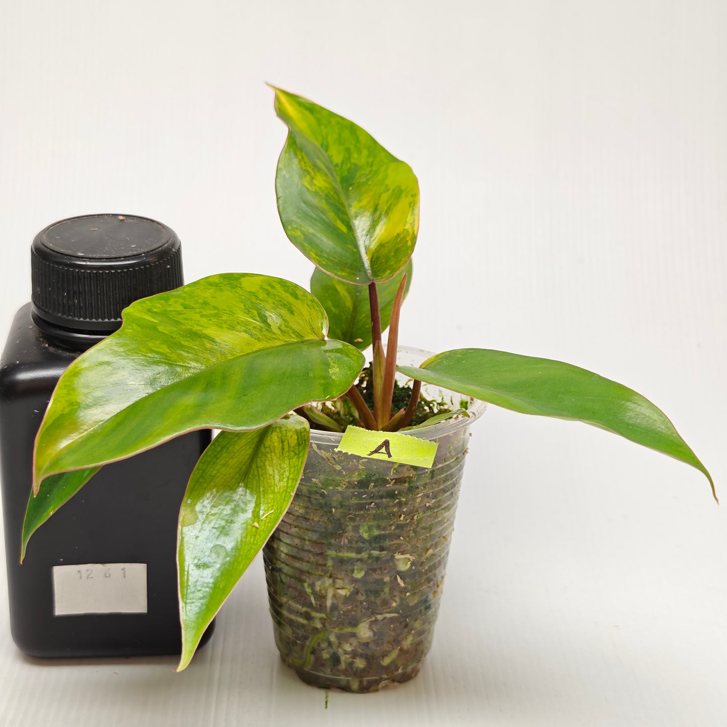 Philodendron mayoi Aurea Variegated