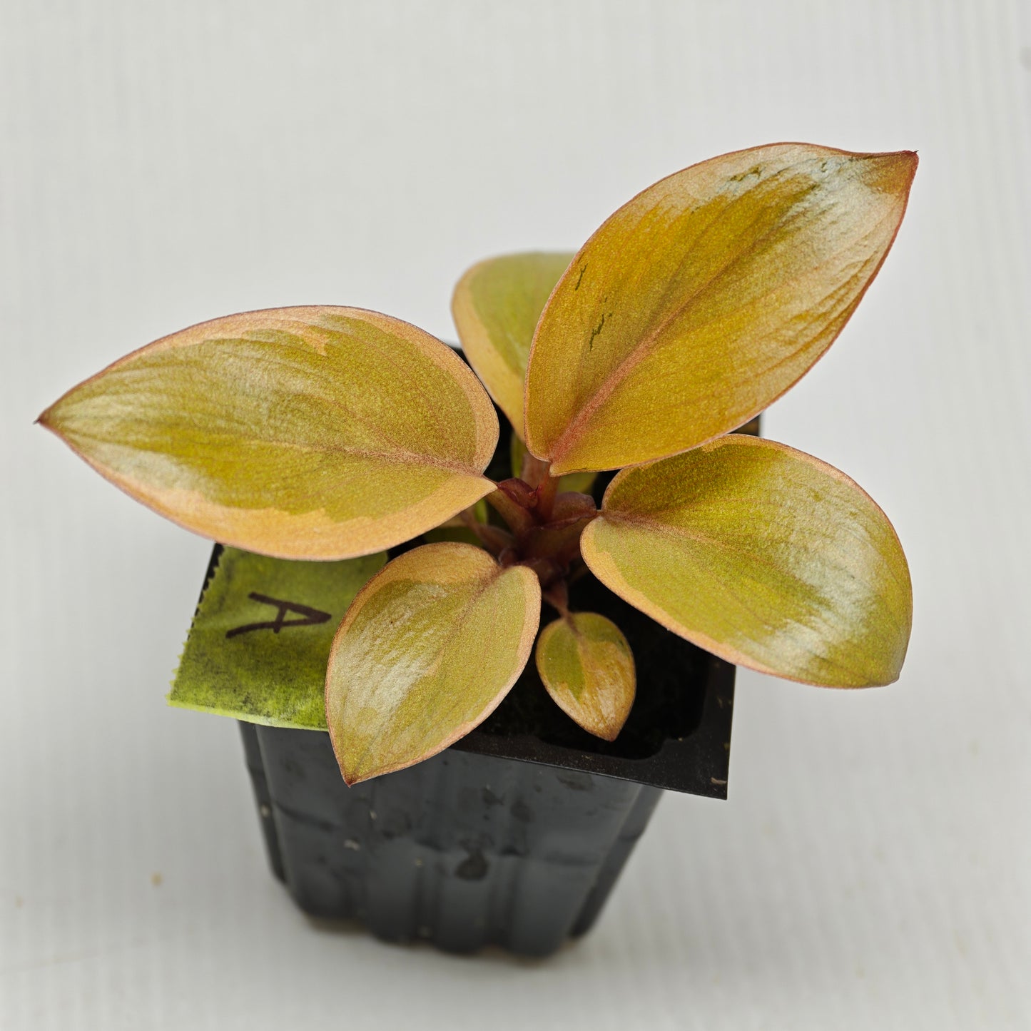 Philodendron Black cardinal var no.2