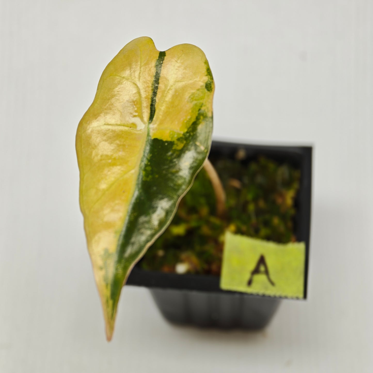 Alocasia sanderiana "Nobilis" Aurea Variegated