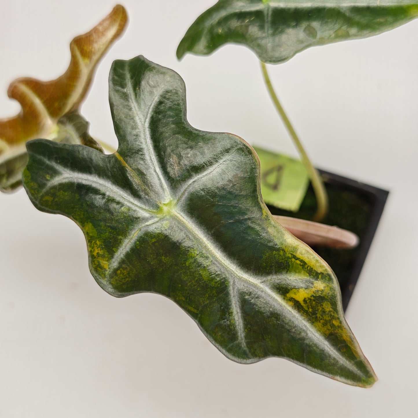 Alocasia sanderiana "Nobilis" Aurea Variegated