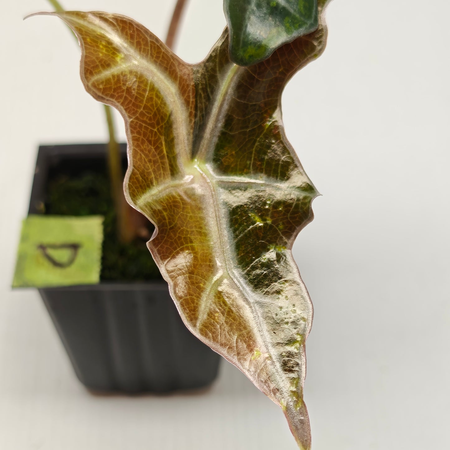 Alocasia sanderiana "Nobilis" Aurea Variegated