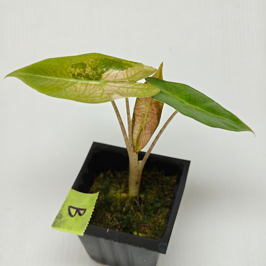 Alocasia pseudosanderiana Pink Variegated