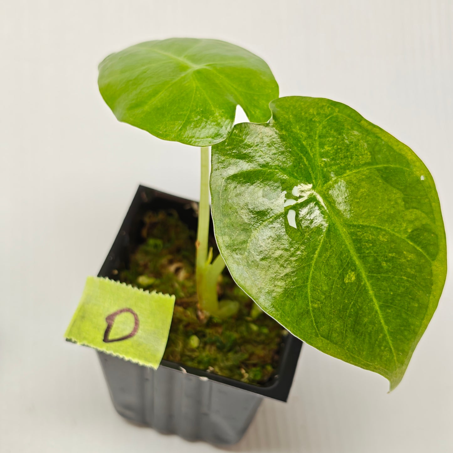 Alocasia Golden Bone Pink Mint
