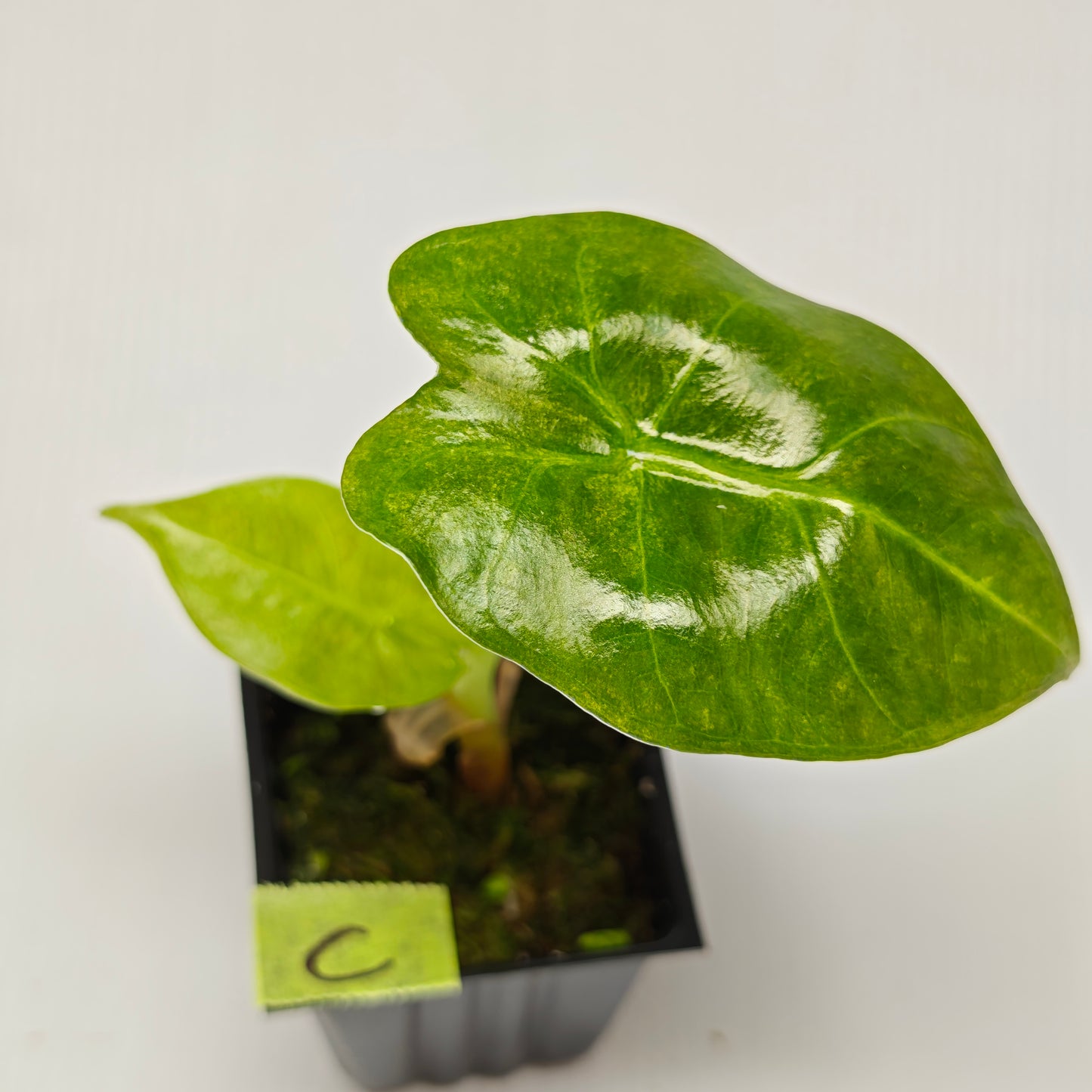 Alocasia Golden Bone Pink Mint