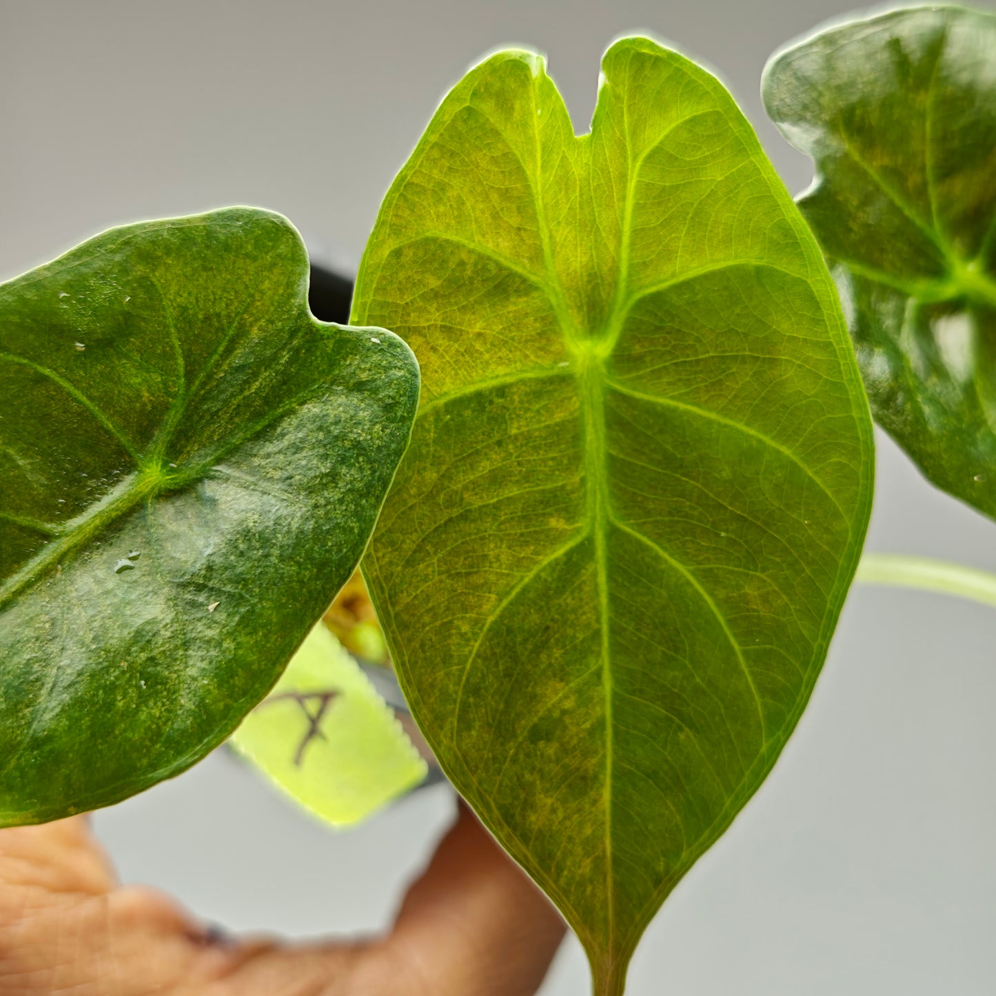 Alocasia Golden Bone Pink Mint