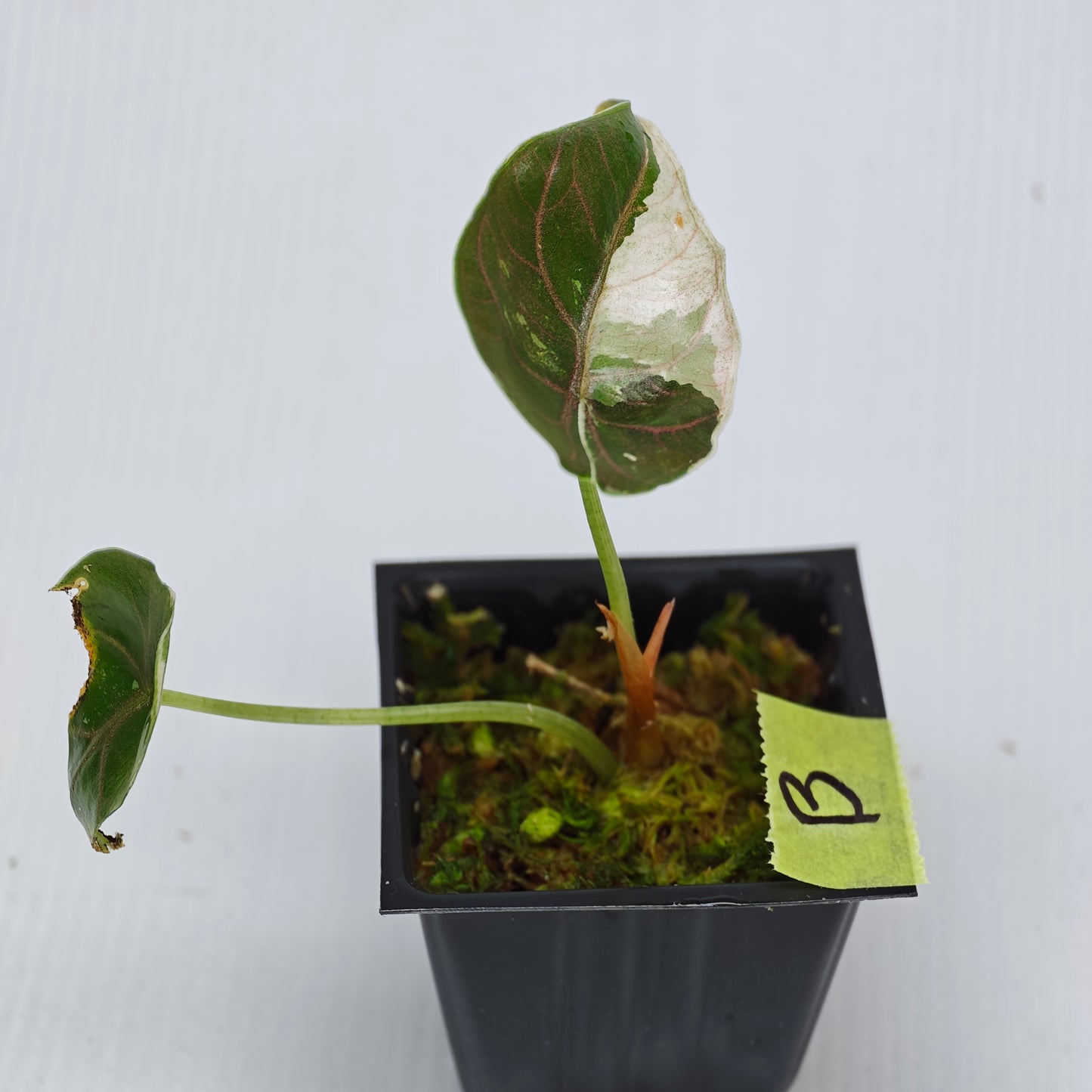 Alocasia azlanii Pink variegated