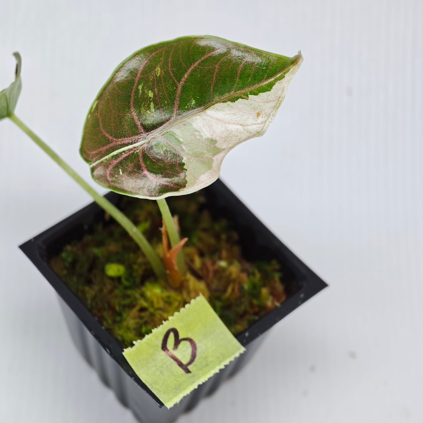 Alocasia azlanii Pink variegated