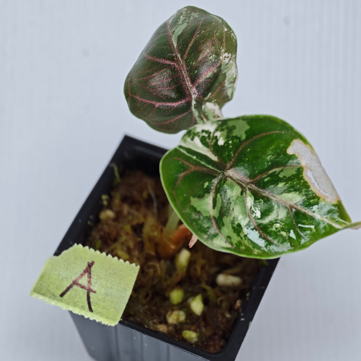 Alocasia azlanii Pink variegated