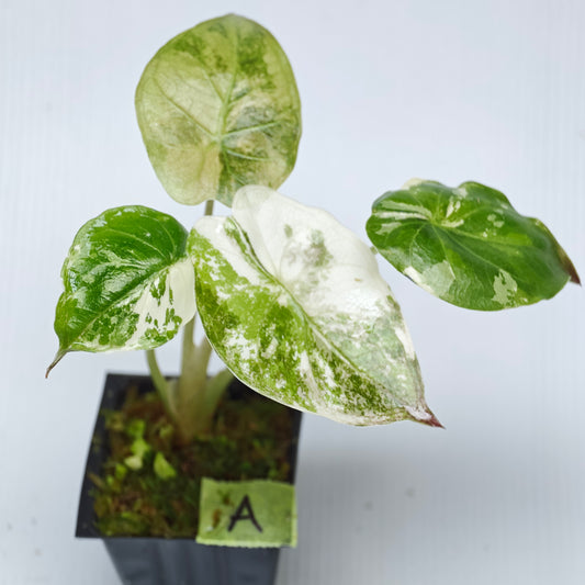 Alocasia wentii Albo/Pink Variegated