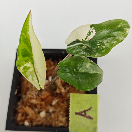 Alocasia Metallic Blue Albo Variegated