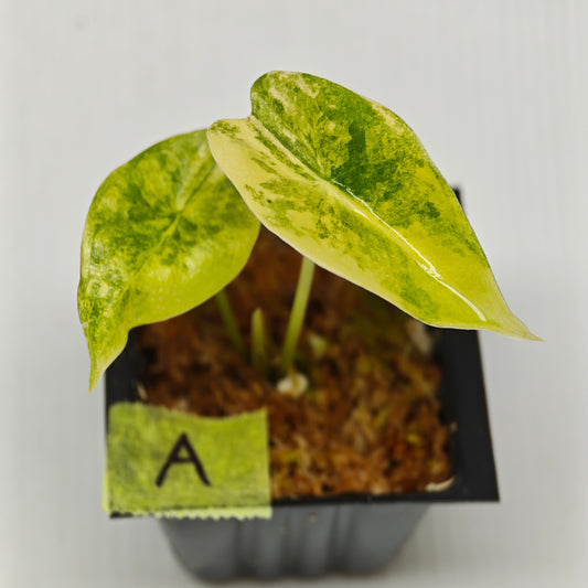 Alocasia venusta Aurea Variegated