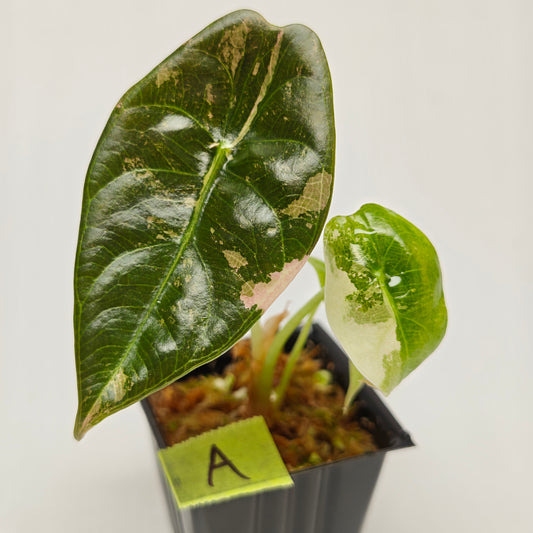 Alocasia sedenii Pink Variegated