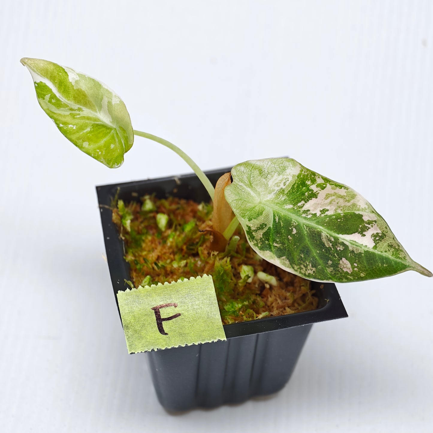 Alocasia black velvet Pink Variegated