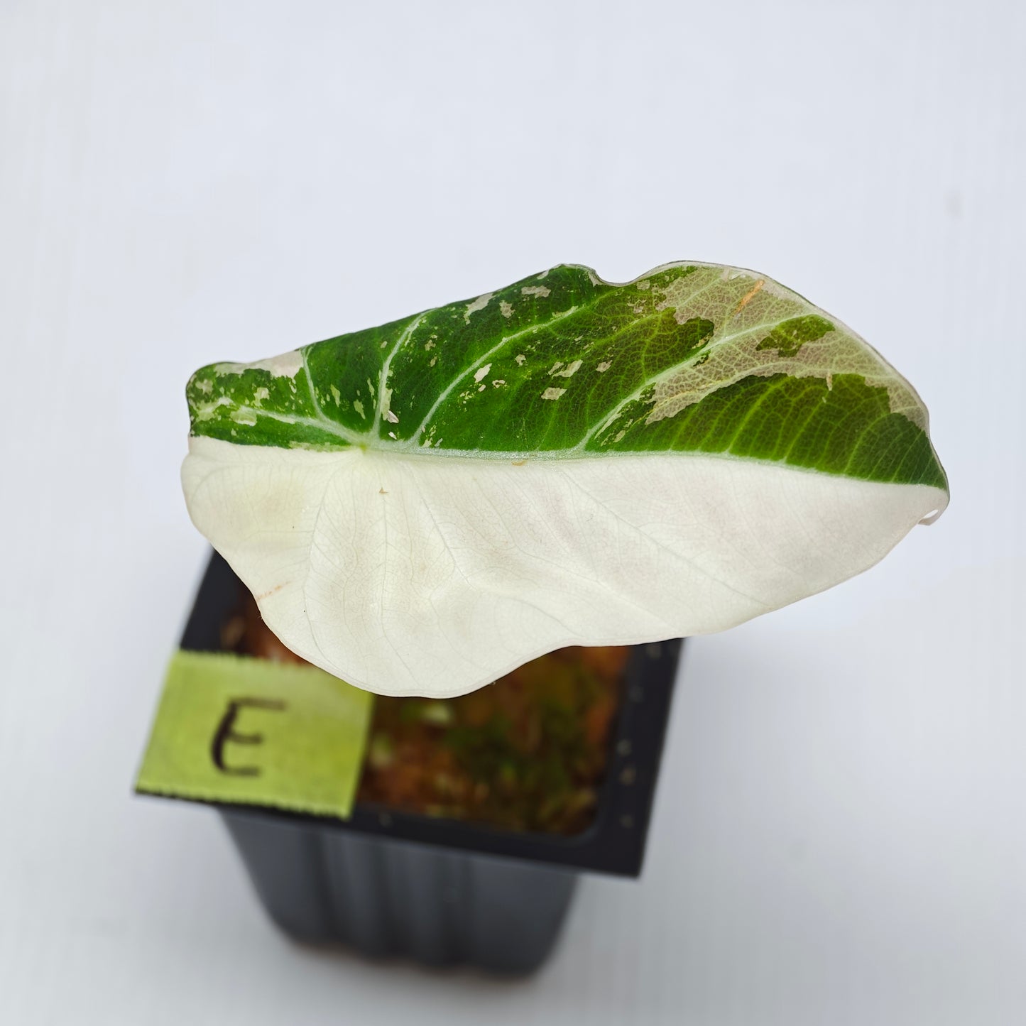 Alocasia black velvet Pink Variegated