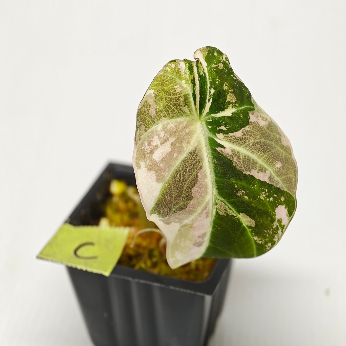 Alocasia black velvet Pink Variegated