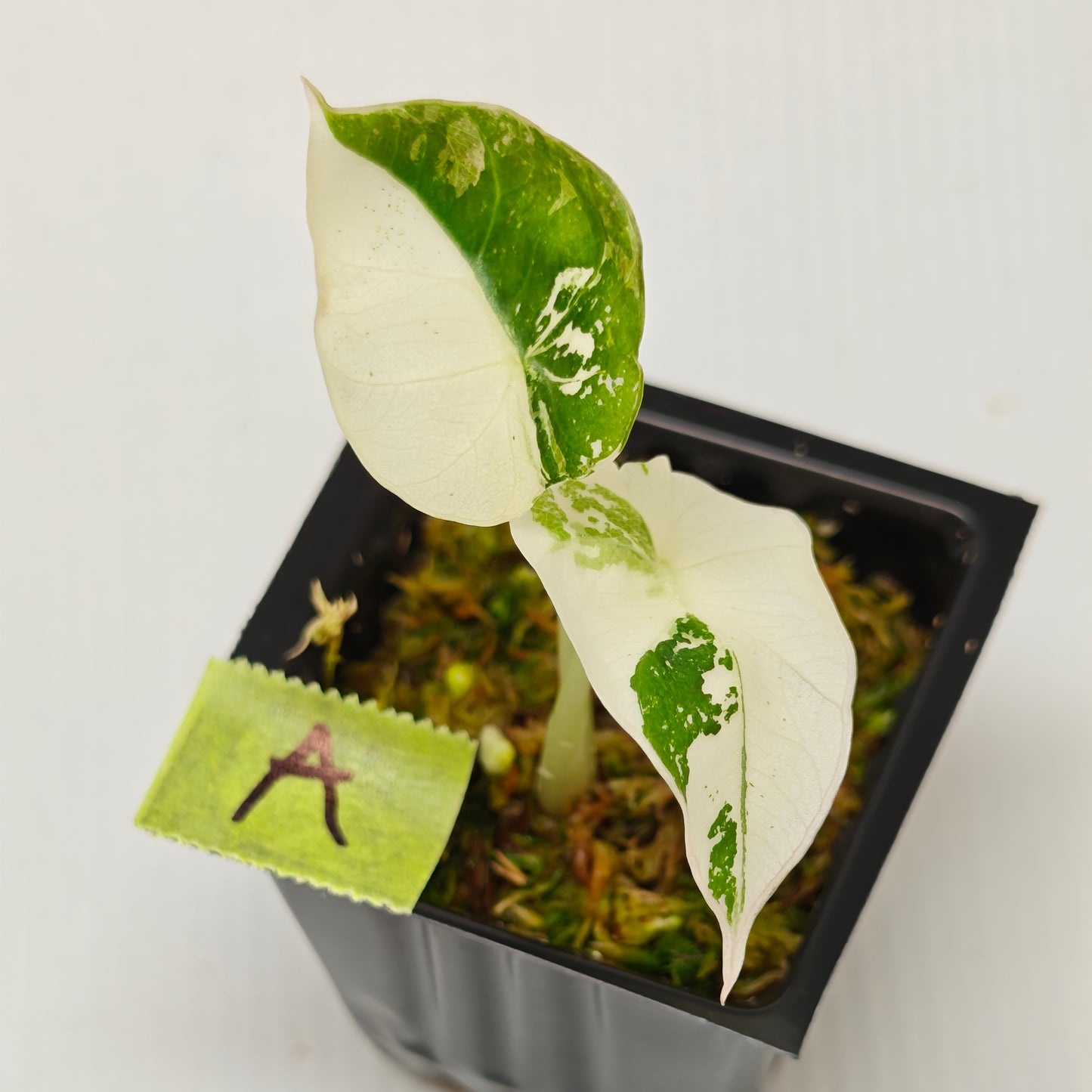 Alocasia black velvet Pink Variegated