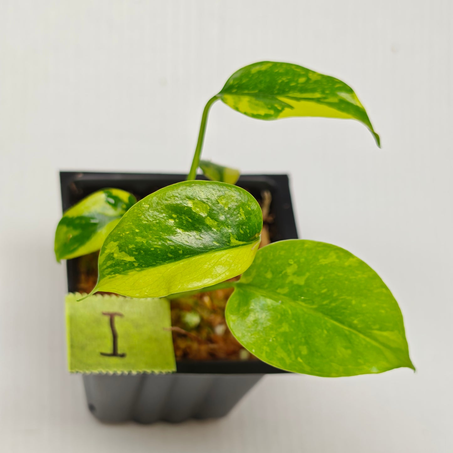 Monstera Electrolyte
