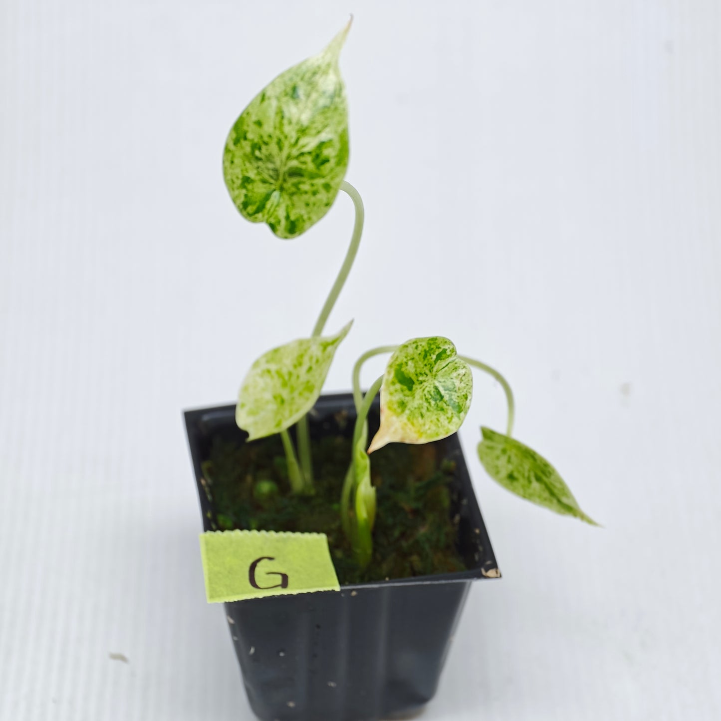 Alocasia Dragon Scale Mint -Double planted