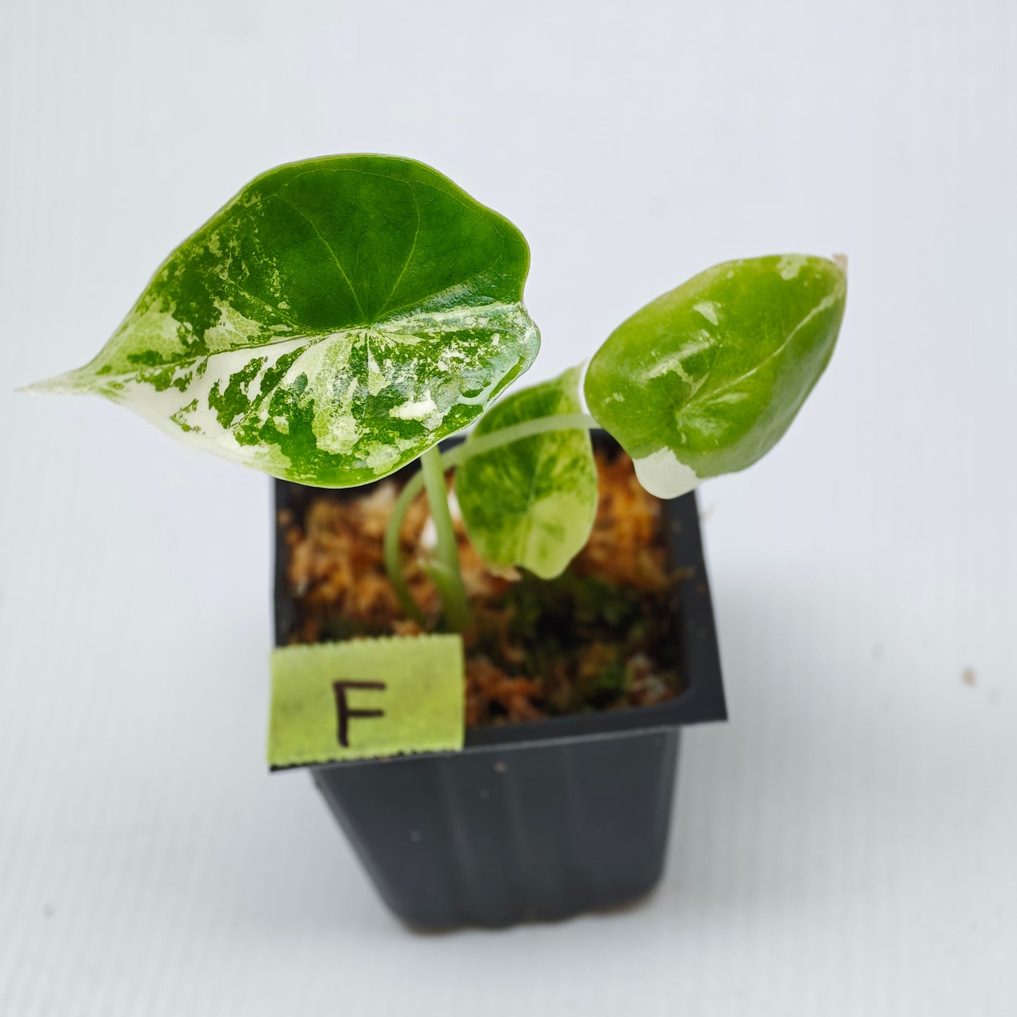 Alocasia Dragon Scale Mint -Double planted