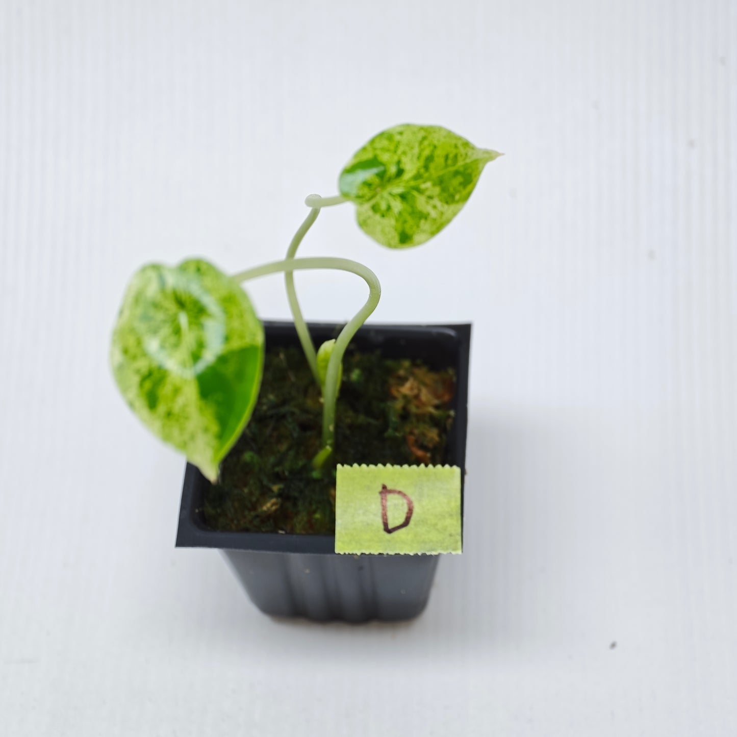 Alocasia Dragon Scale Mint -Double planted