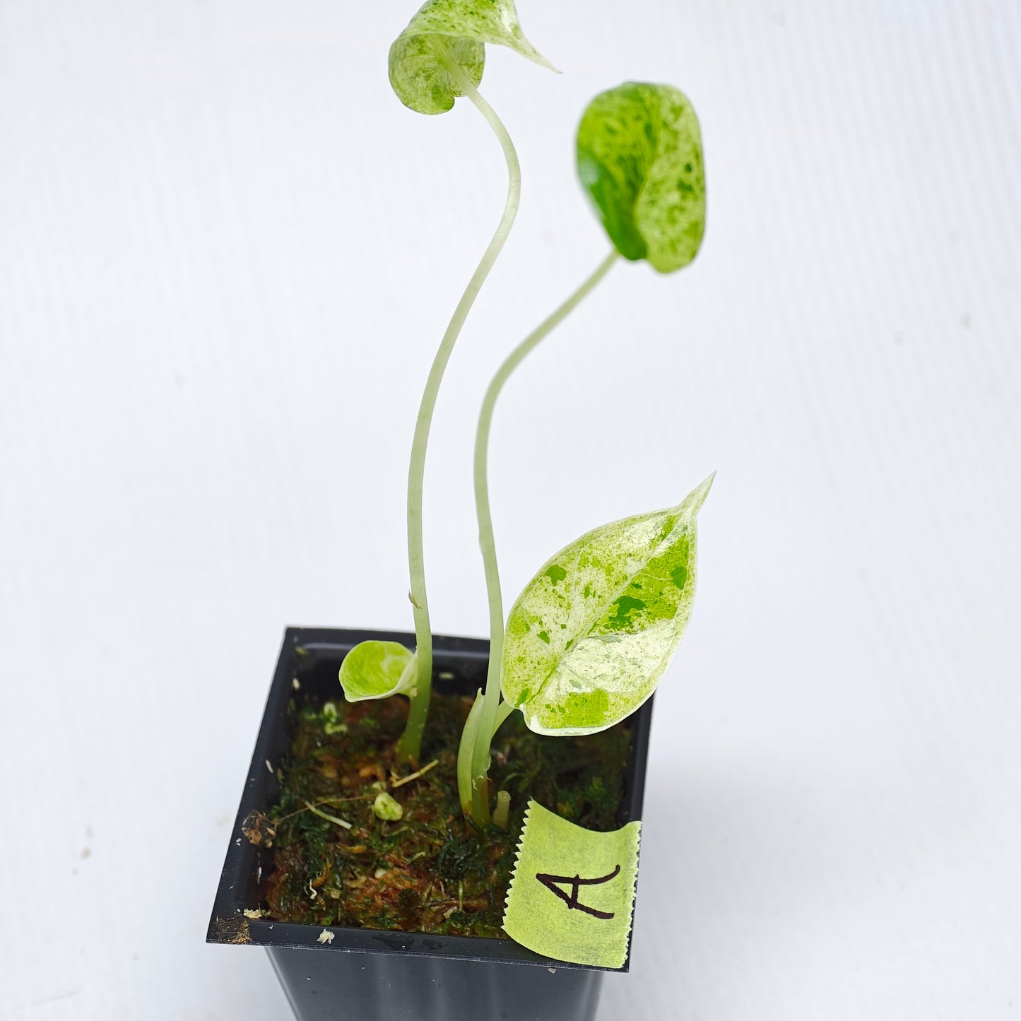 Alocasia Dragon Scale Mint -Double planted