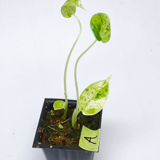 Alocasia Dragon Scale Mint -Double planted