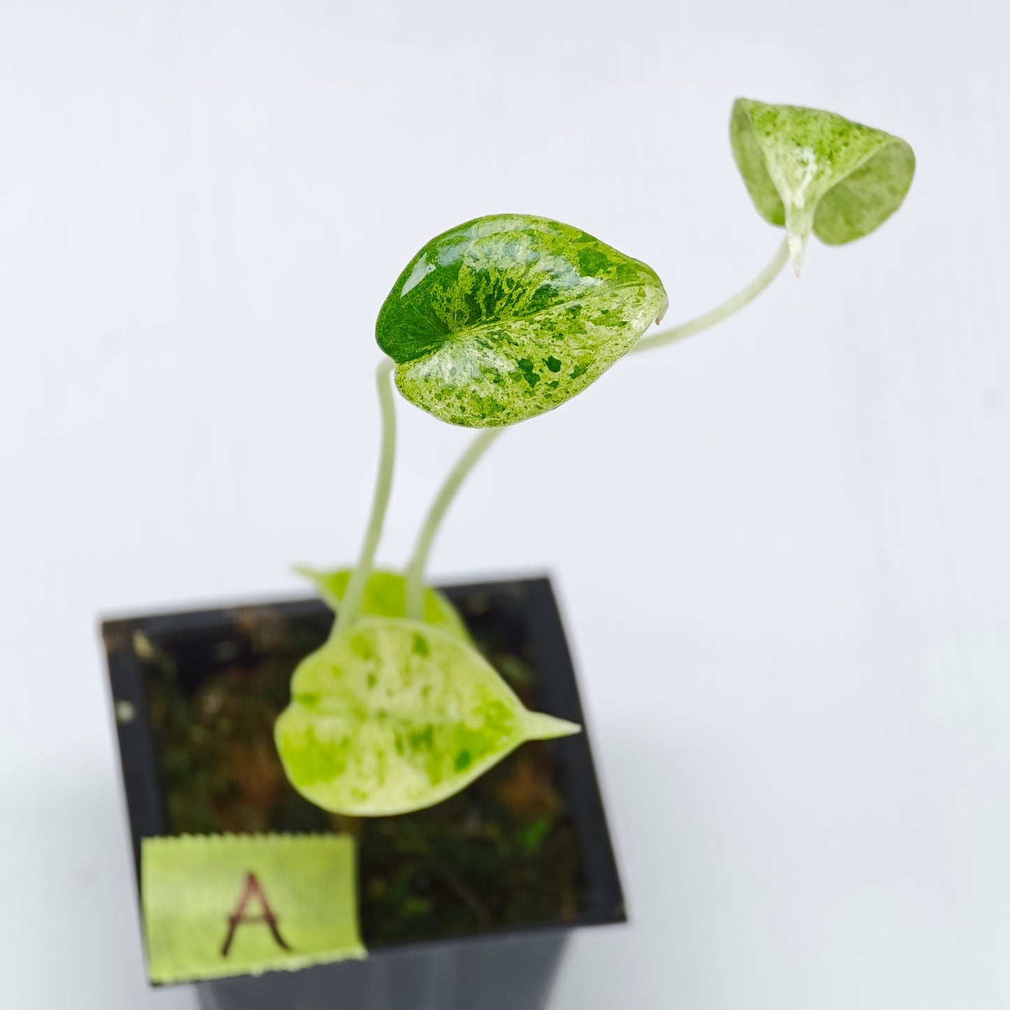 Alocasia Dragon Scale Mint -Double planted