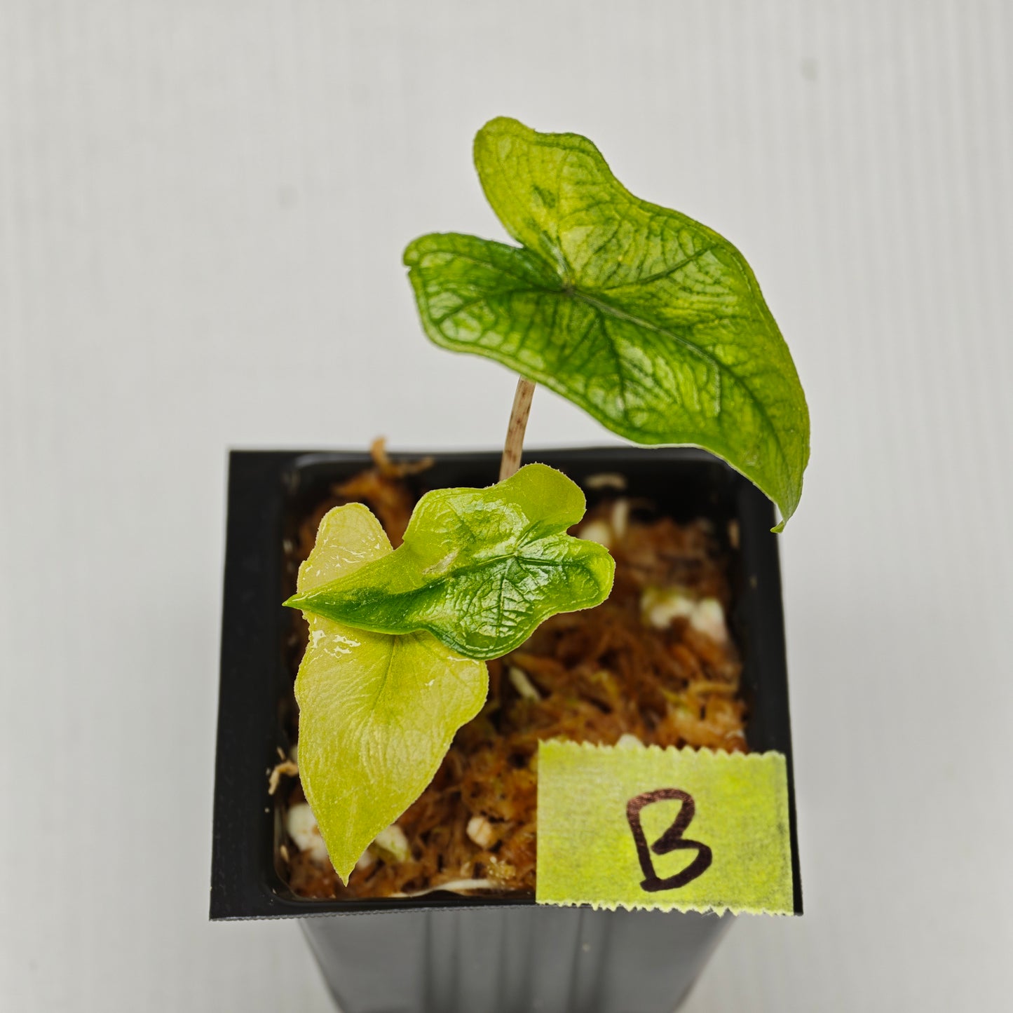 Alocasia Jacklyn Aurea Variegated