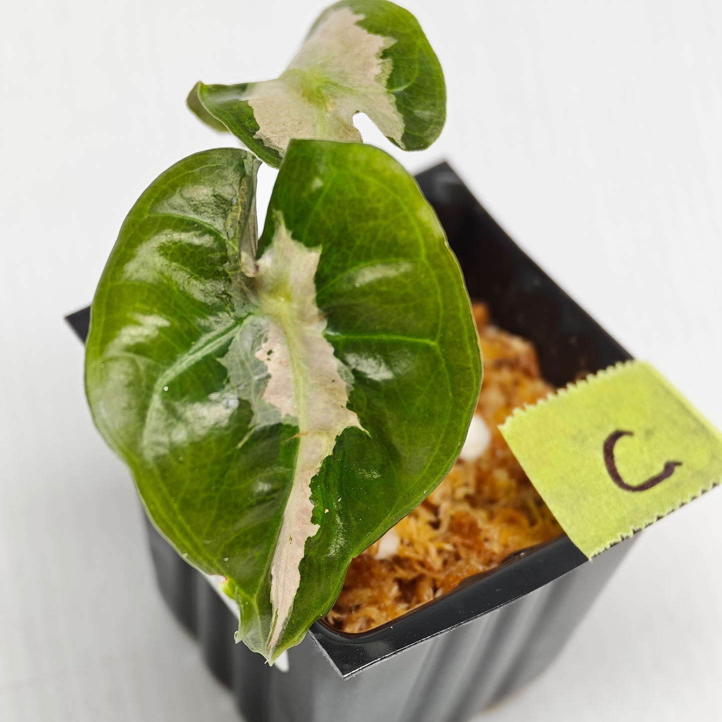 Alocasia Polly Lava Variegated