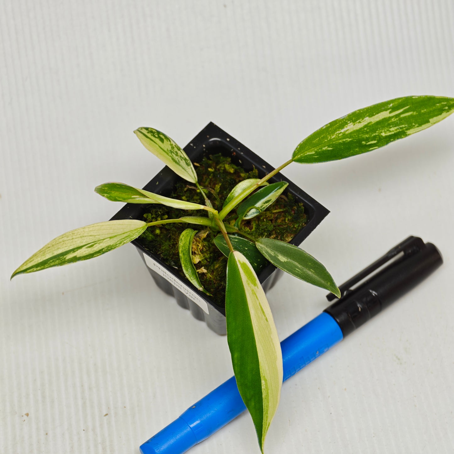 Philodendron joepii Albo Variegated