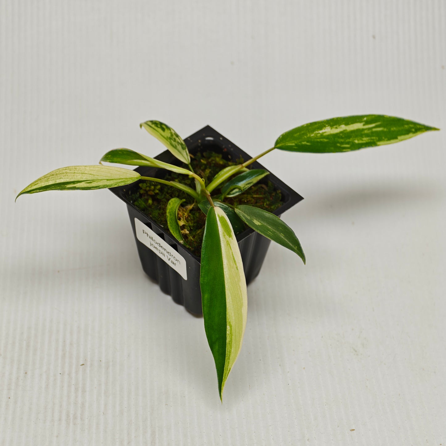 Philodendron joepii Albo Variegated