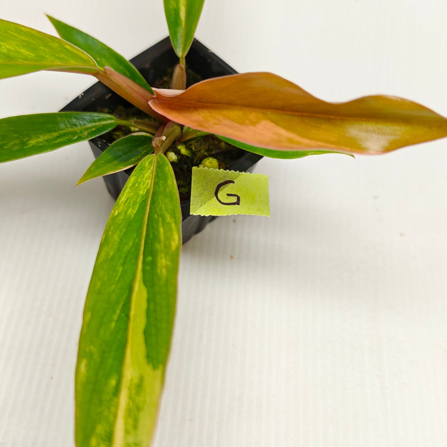 Philodendron Caramel Marble