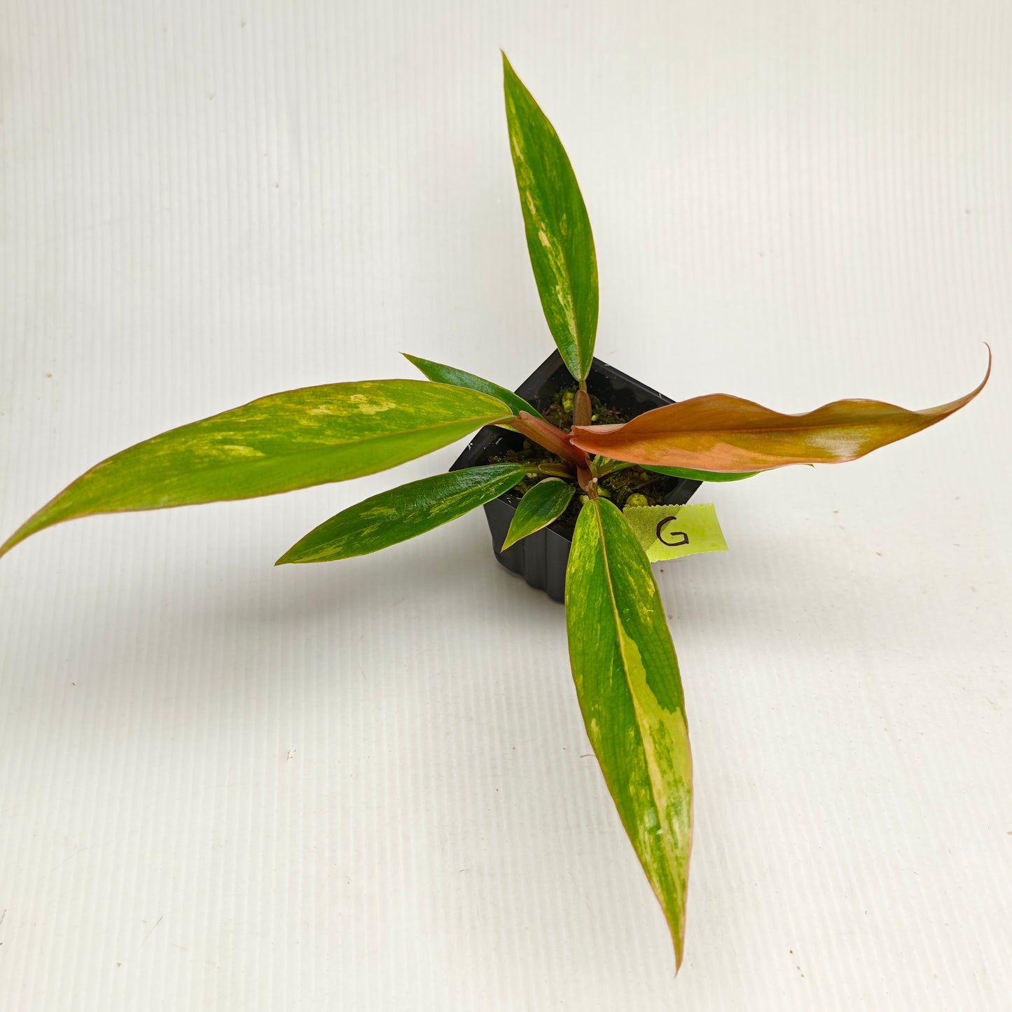 Philodendron Caramel Marble