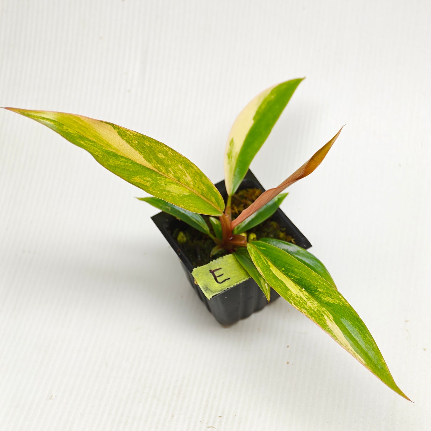 Philodendron Caramel Marble