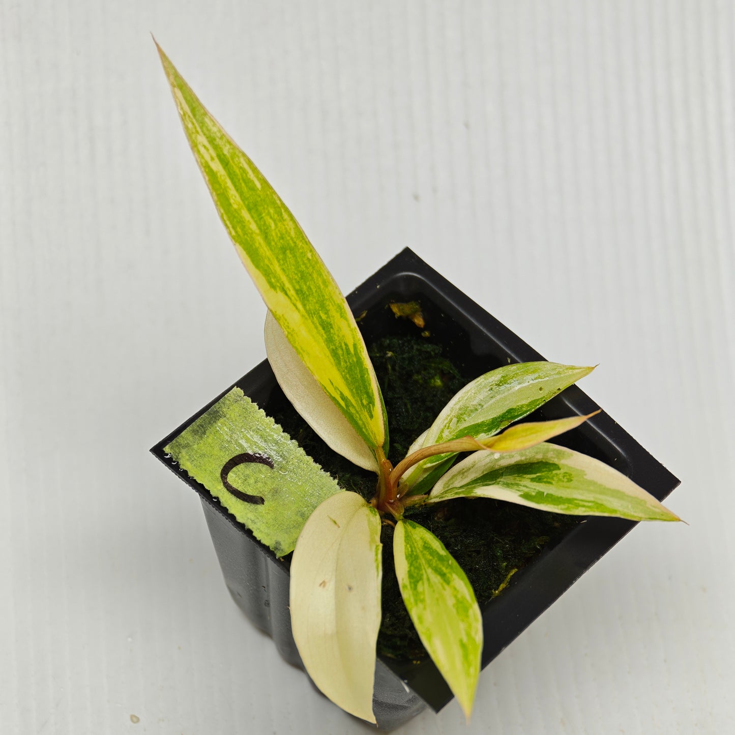 Philodendron Caramel Marble