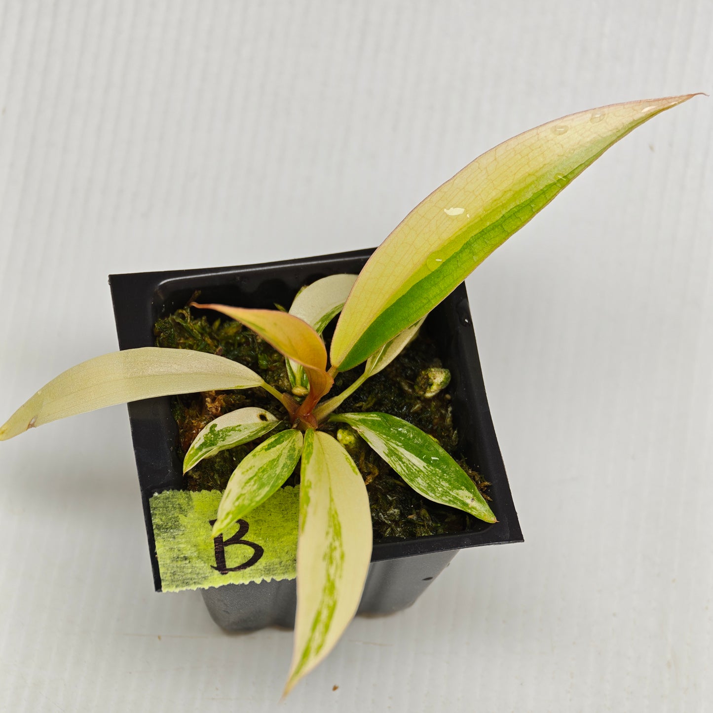 Philodendron Caramel Marble