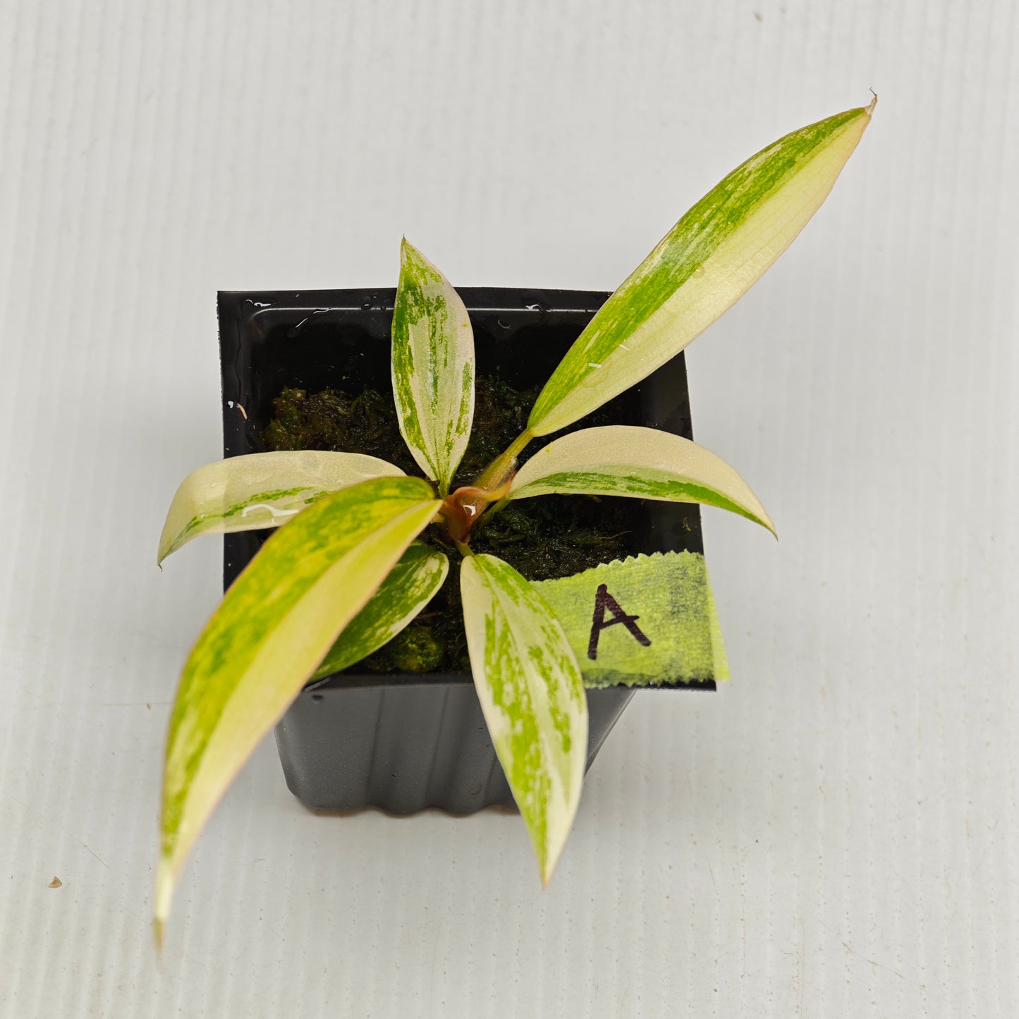 Philodendron Caramel Marble