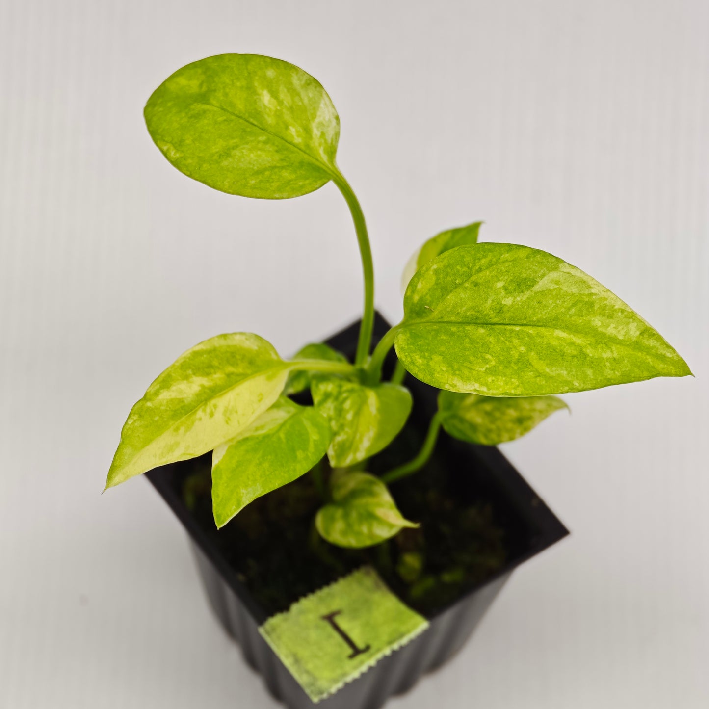 Anthurium vittariifolium Variegated