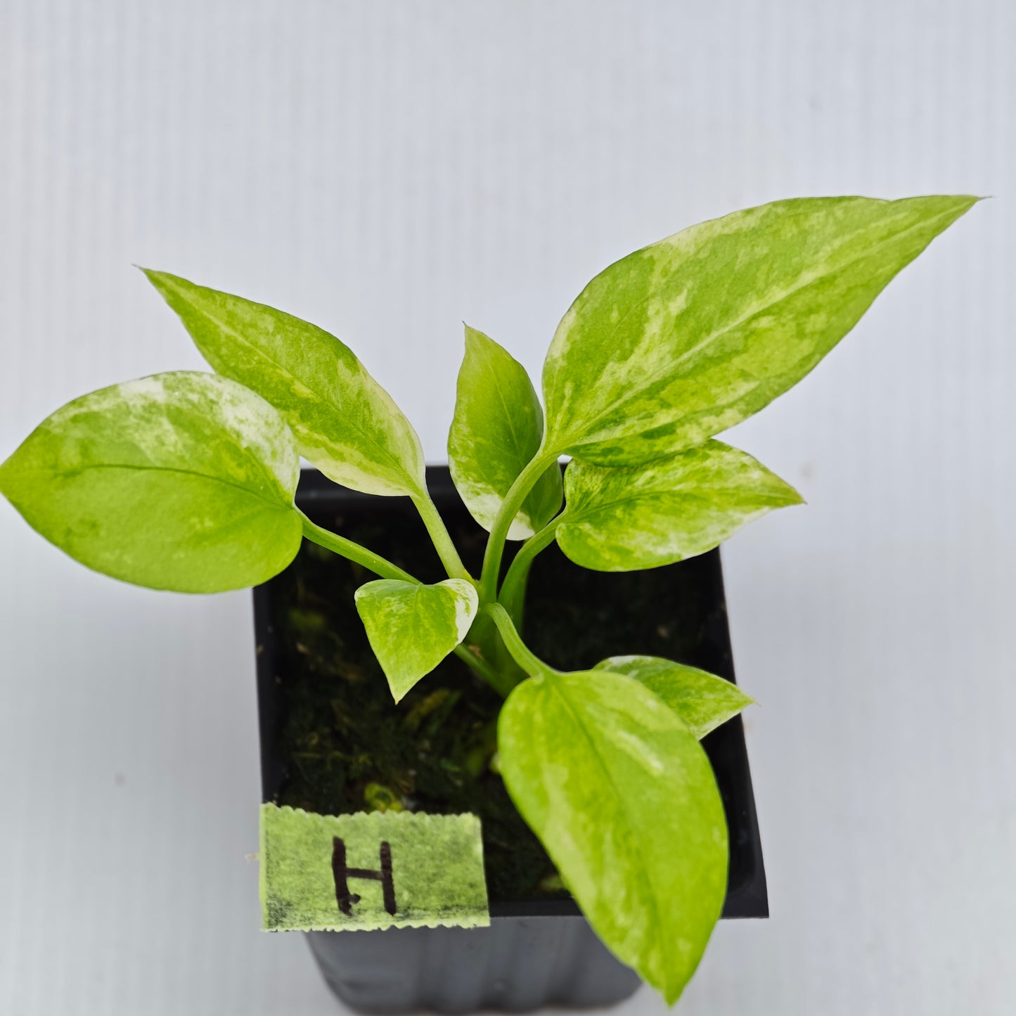 Anthurium vittariifolium Variegated