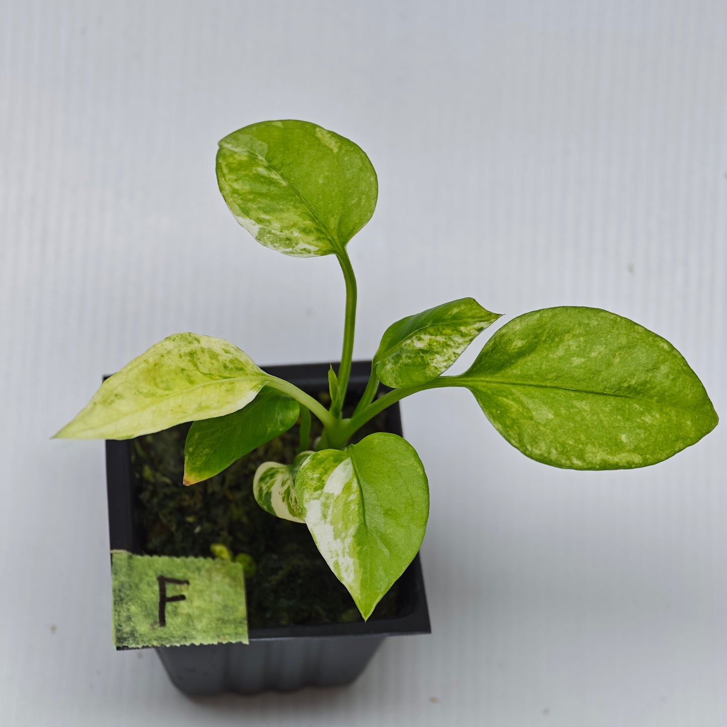 Anthurium vittariifolium Variegated