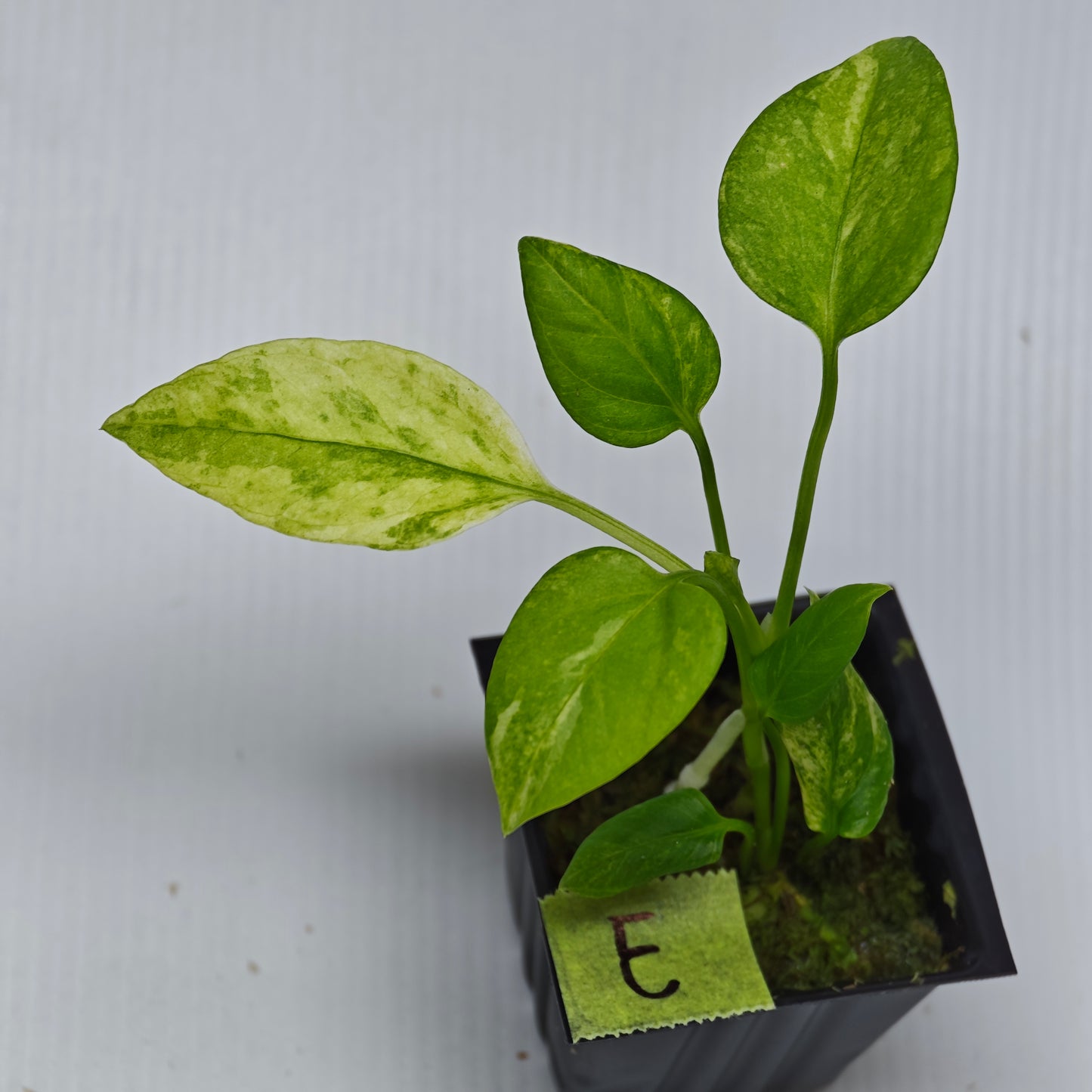 Anthurium vittariifolium Variegated