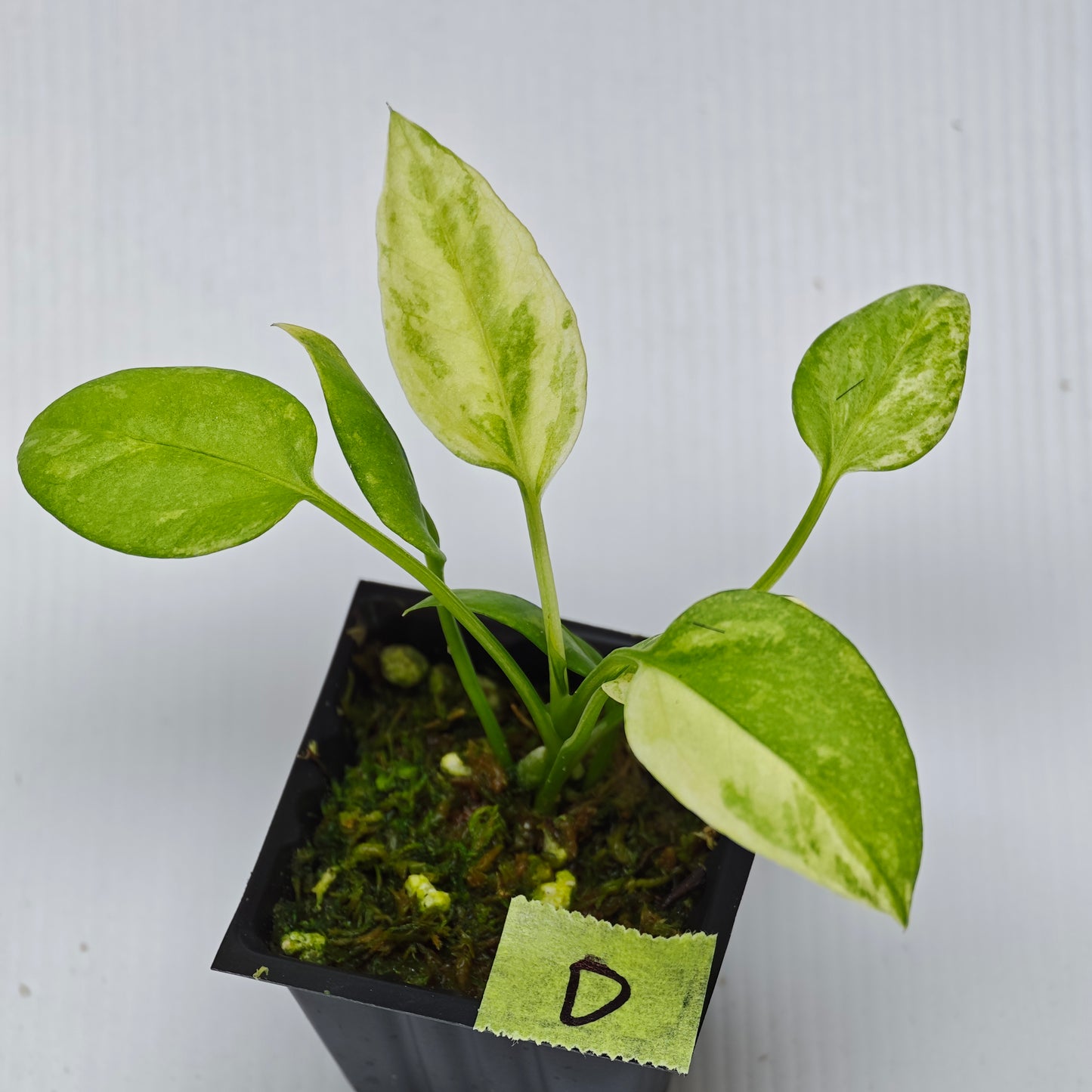 Anthurium vittariifolium Variegated