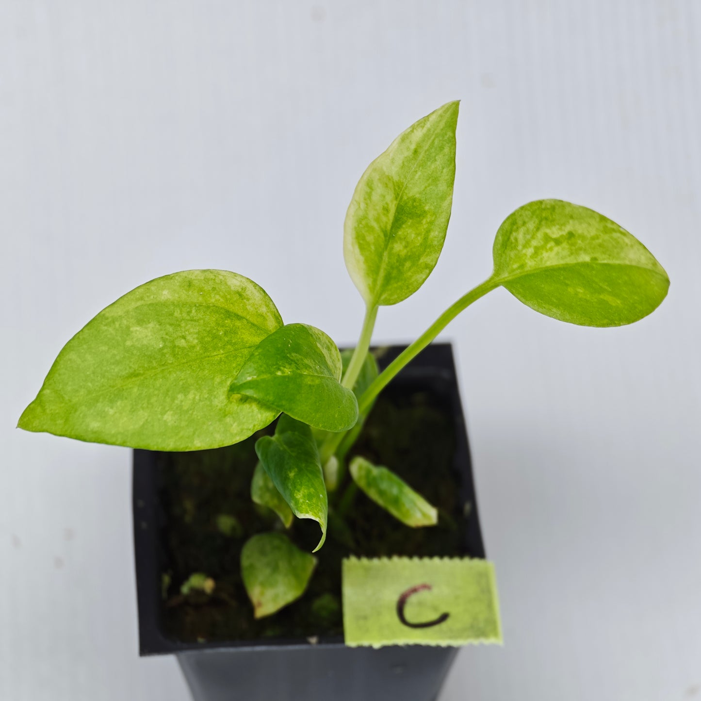 Anthurium vittariifolium Variegated