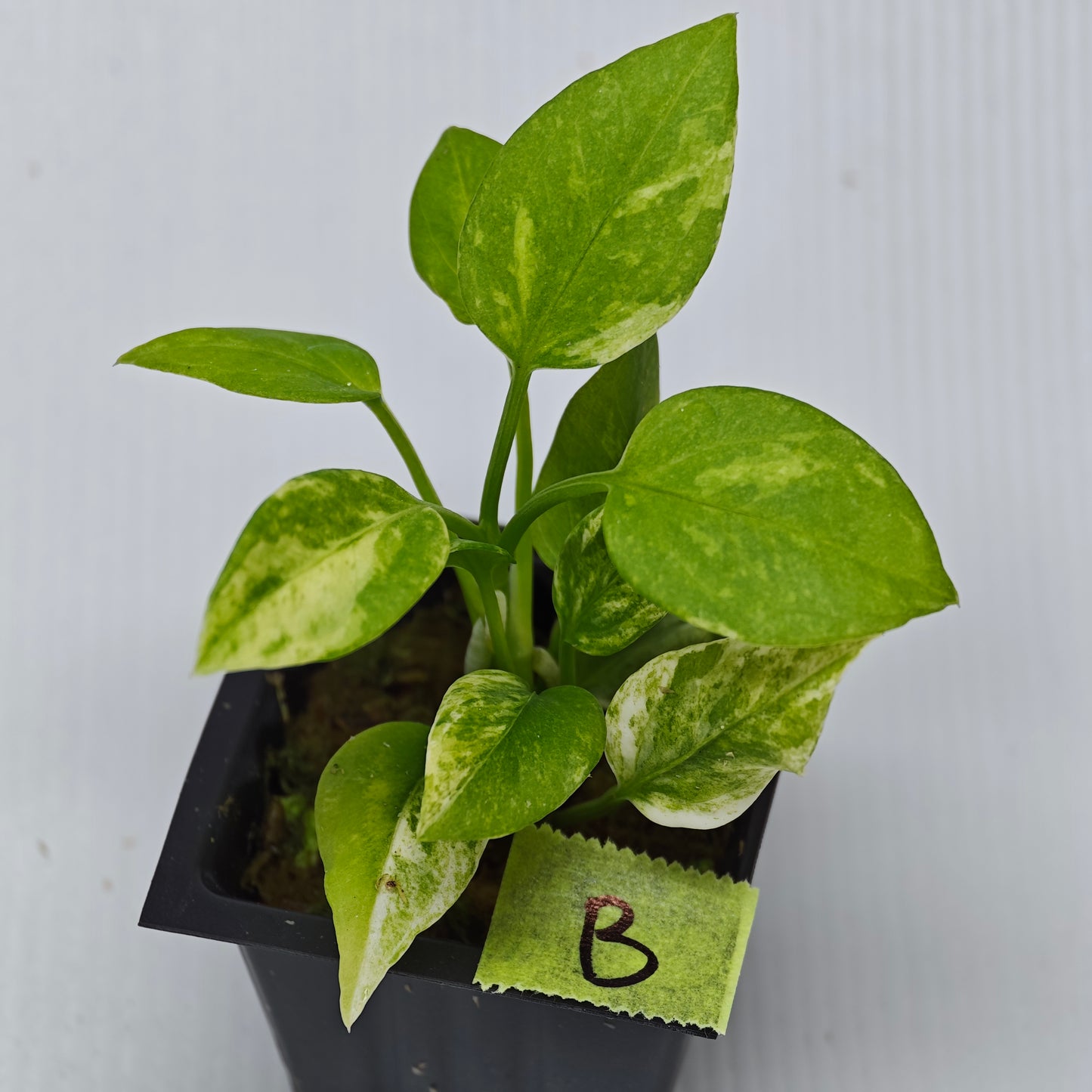 Anthurium vittariifolium Variegated